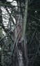 Dypsis tokoravina