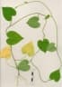 Ipomoea triloba