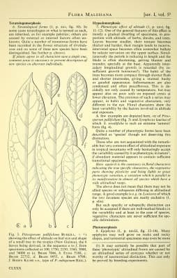 Pittosporum pullifolium