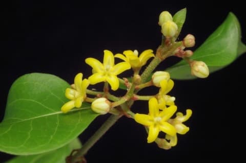 Secamone parvifolia