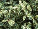 Cleyera japonica
