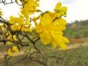 Handroanthus billbergii