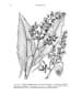 Alpinia conchigera