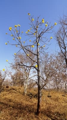 Cochlospermum religiosum
