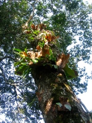 Entandrophragma utile