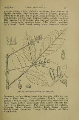 Canarium pilosum