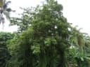 Vitex altissima