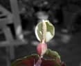 Caladium bicolor