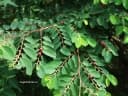 Breynia officinalis