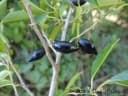 Chrysophyllum marginatum