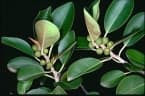 Ficus rubiginosa