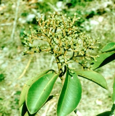 Ardisia obovata