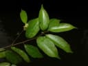 Sloanea picapica