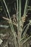 Licuala borneensis