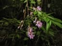 Millettia hitsika