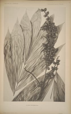 Calamus trispermus