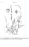 Persicaria pubescens