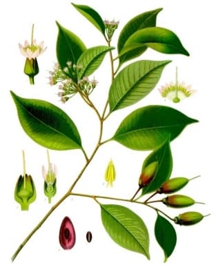 Payena leerii