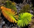 Sadleria cyatheoides