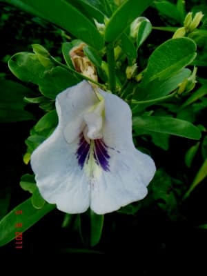 Clitoria laurifolia
