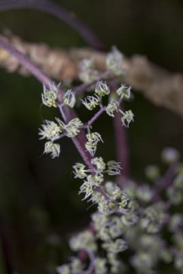 Dendrocnide meyeniana