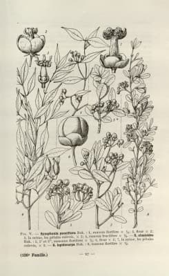 Symphonia gymnoclada