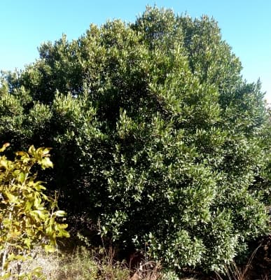 Pterocelastrus echinatus