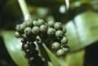 Calamus malawaliensis