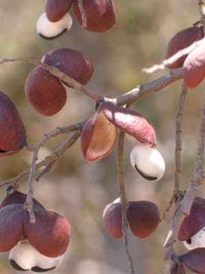 Copaifera martii