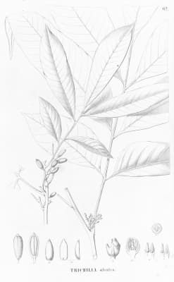 Trichilia silvatica