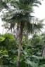 Coccothrinax crinita