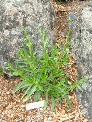 Anchusa capensis