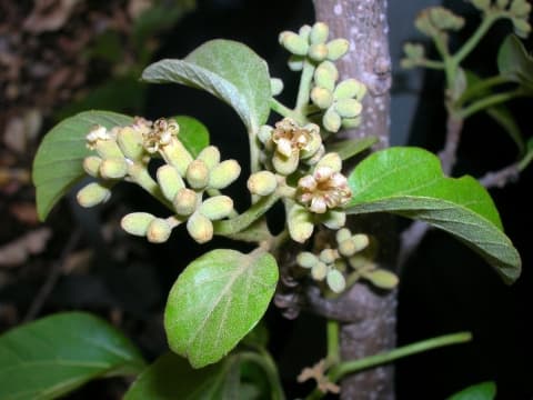Cordia monoica
