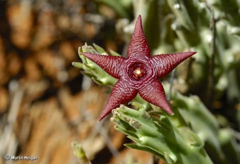 Stapelia kwebensis