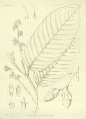 Shorea hemsleyana