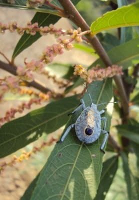 Homonoia riparia