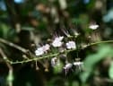Hirtella racemosa