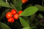 Elaeodendron australe