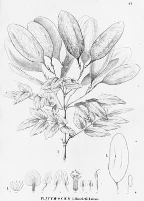 Platymiscium floribundum