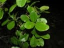 Sloanea obtusifolia
