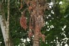 Astrocaryum aculeatissimum