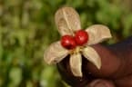 Leplaea cedrata