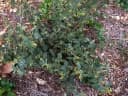 Waltheria indica