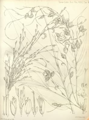 Pseudostachyum polymorphum