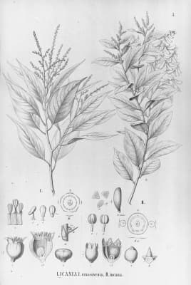 Licania incana