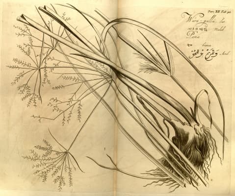 Cyperus exaltatus