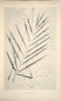 Calamus zonatus