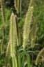 Setaria pumila