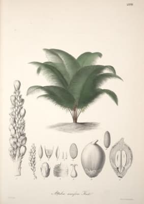 Attalea nucifera