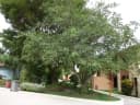 Ficus lutea